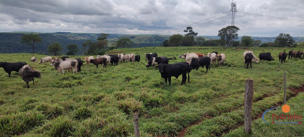EXCELENTE OPORTUNIDADE PARA PECUARISTAS.... José Pedro da Silva 
